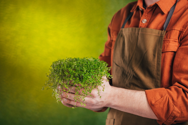 cropped view of man holding green plant on blurred background, earth day concept - Photo, Image