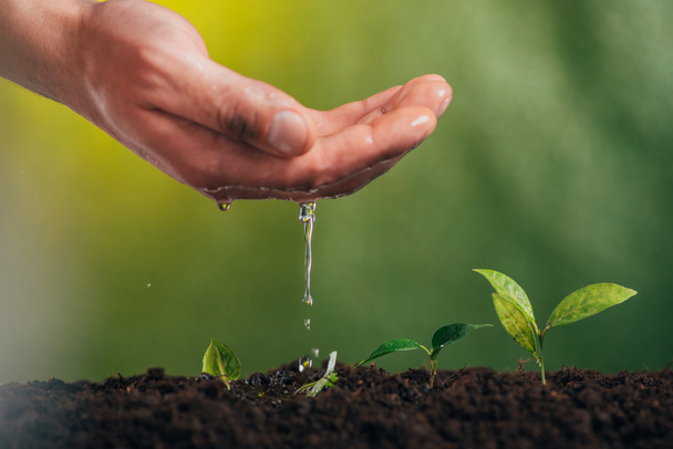 partial view of man watering young green plant on blurred background, earth day concept - Photo, Image