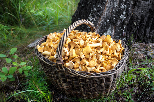 Wicker basket with wild mushrooms chanterelles on birch trunk background - Photo, Image