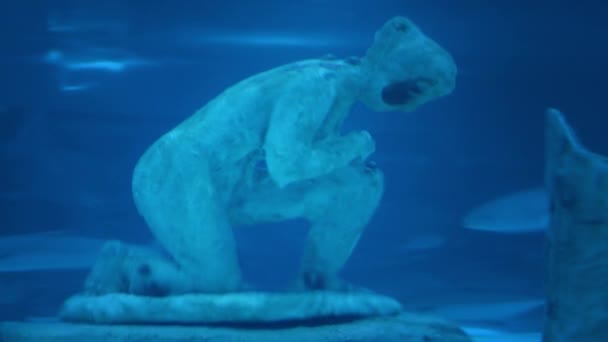 Los peces nadan cerca de la estatua en el acuario. Figura antigua en el fondo del acuario
 - Imágenes, Vídeo