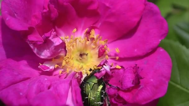 cockchafer after rain creeps in red peony flower, beautiful flower with water drops - Footage, Video