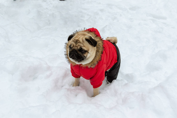 chiot de carlin se tient en vêtements rouges sur la neige
 - Photo, image