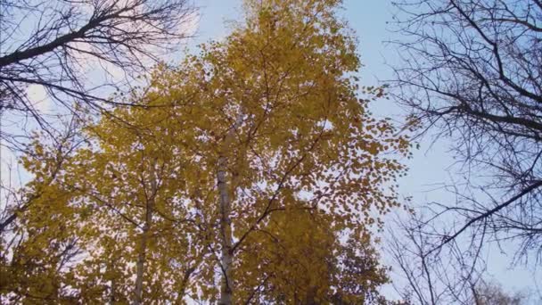 Gelbe Birkenblätter wiegen sich auf Baumzweigen im Herbstpark, schöner blauer Himmel mit Wolken über dem Wald - Filmmaterial, Video