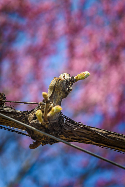 Kleurrijke lente foto van een ontluikende Furmint druif schieten met een bloeiende amandel boom op de achtergrond, genomen in de wijn regio Tokaj, Hongarije. - Foto, afbeelding