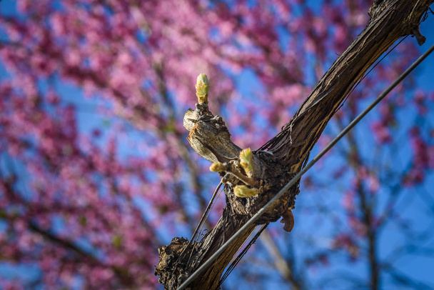 Photo de printemps colorée d'une pousse de raisin Furmint bourgeonnante avec un amandier en fleurs en arrière-plan, prise dans la région viticole de Tokaj, en Hongrie
. - Photo, image