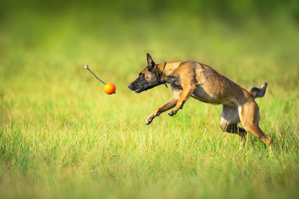 Malinois ovčák běh a hrát míč hračka na letním hřišti - Fotografie, Obrázek
