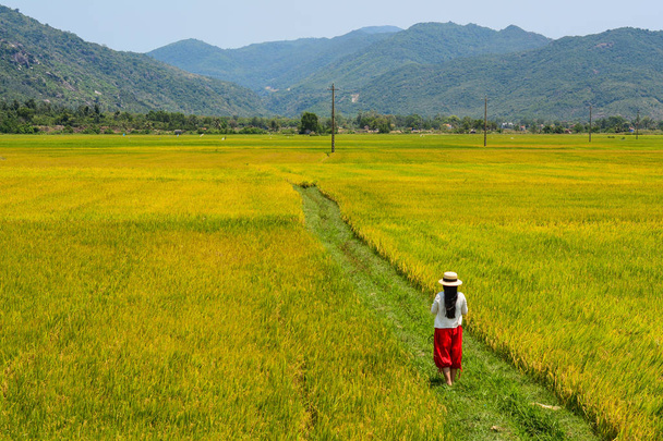 A woman walking on rice field at summer day in An Giang, Southern Vietnam. - Photo, Image