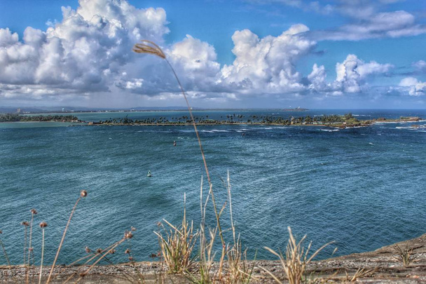 Вид на залив с точки зрения сорняков
 - Фото, изображение