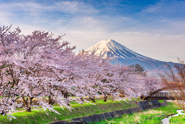 Гора. Fuji Japan in Spring from the shore of Kawaguchi Lake
.  - Фото, изображение