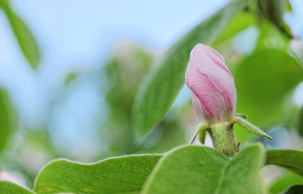 マルメロ芽と春の花 - 写真・画像