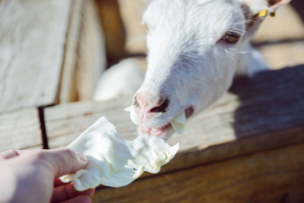 nourrir les animaux avec du chou. chèvre de près. vie de zoo. agriculture
 - Photo, image