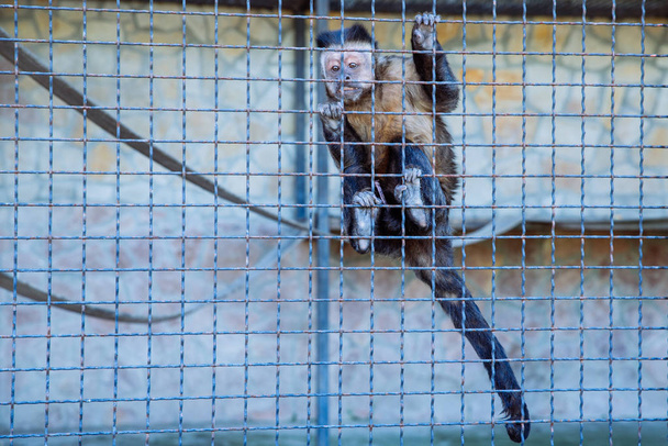 Capuchin in zoo cage. life in custody - Photo, Image