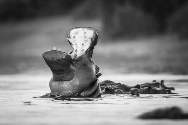 Hippo, pływanie w wodzie rzeki z tylko czubka głowy widoczne, Republika Południowej Afryki - Zdjęcie, obraz