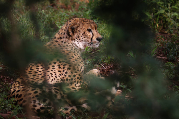 Close portrait of a cheetah face, South Africa  - Фото, изображение