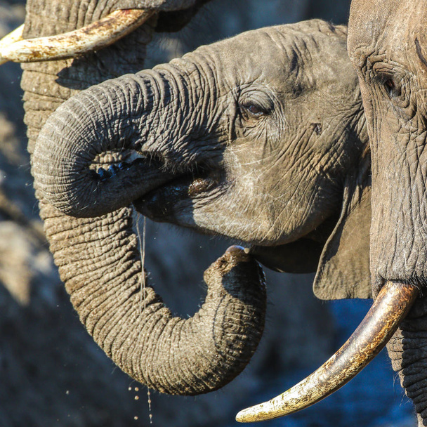 Elefante bebé, Parque Nacional Kruger
  - Foto, Imagen