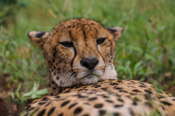 Zamknij portret twarz cheetah, Republika Południowej Afryki  - Zdjęcie, obraz