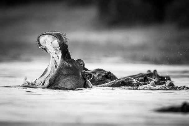 Hippo zwemmen in water van de rivier met alleen de bovenkant van hoofd zichtbaar, Zuid-Afrika - Foto, afbeelding