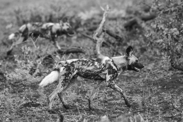Kara sırtlı çakal köpekler, Kruger National Park, Güney Afrika - Fotoğraf, Görsel