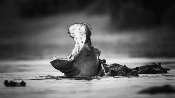 カバの頭表示、南アフリカ共和国の上だけで川の水で泳ぐ - 写真・画像