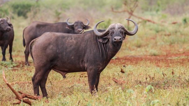 Manada de búfalos de pie en suelo rojo, Sudáfrica
 - Foto, imagen