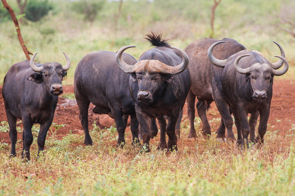 Manada de búfalos de pie en suelo rojo, Sudáfrica
 - Foto, imagen