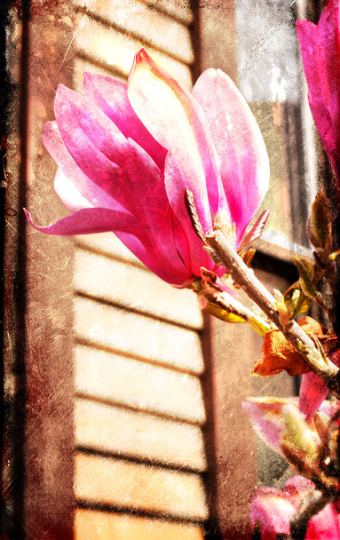 květy magnólie - Fotografie, Obrázek