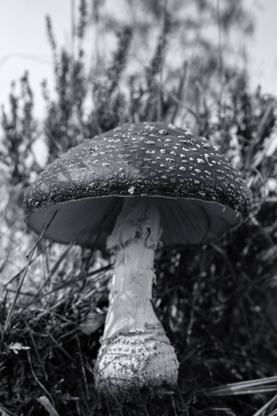 Big fly agaric between grasses - Amanita muscaria in a macro shot - with soft bokeh - black and white - Photo, Image