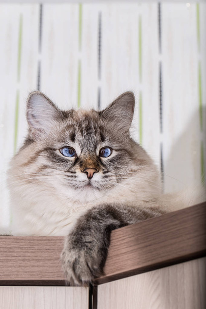 Fluffy cat lies on a wooden table - Photo, Image