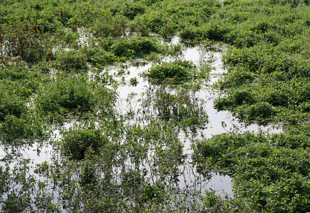 болото с родниковой водой, которая течет из мокрой земли
 - Фото, изображение