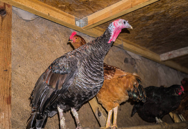 A colorful live turkey with chicken in a stable on the perch - Photo, Image