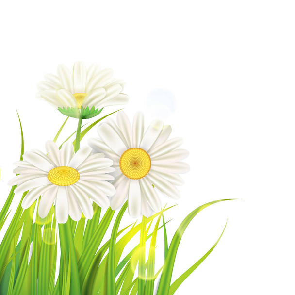 Lente madeliefjes achtergrond fris groen gras, aangename sappige lente kleuren, vector, illustratie, sjabloon, banner, geïsoleerd - Vector, afbeelding
