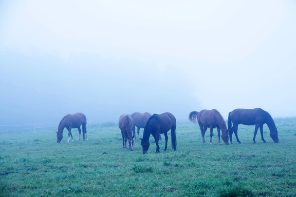 Лошади пасутся в тумане.
. - Фото, изображение