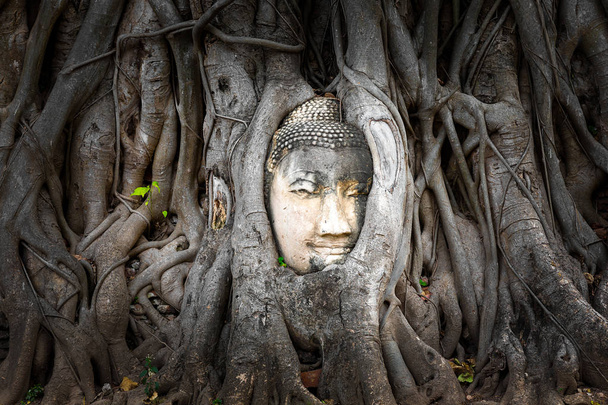 Głowa Buddha osadzone w Banyan tree na Wat Phra Mahatat, Ayutthaya, Tajlandia, Azja - Zdjęcie, obraz