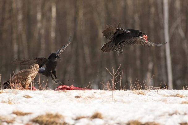 Ustanovená Raven, predátor na lovu, černý pták s velkým zobákem, divoké scény z přírody. Zimní pozadí, letící dravec, zvíře v prostředí přírody. Evropa, Česká republika, Morava - Fotografie, Obrázek