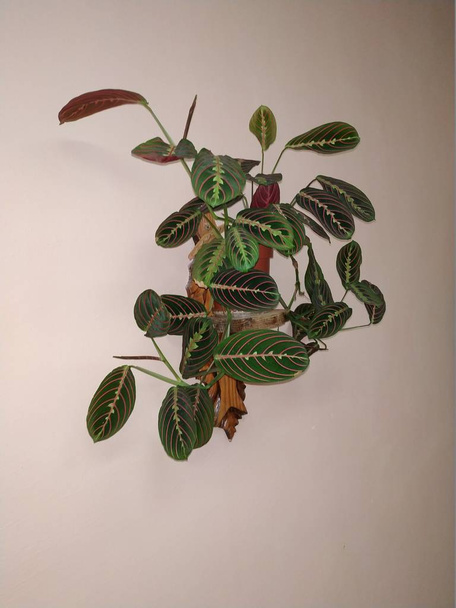 Crowton (lat. Crton) - genus of plants of the family Euphorbia (Euphorbiaceae) - Foto, imagen