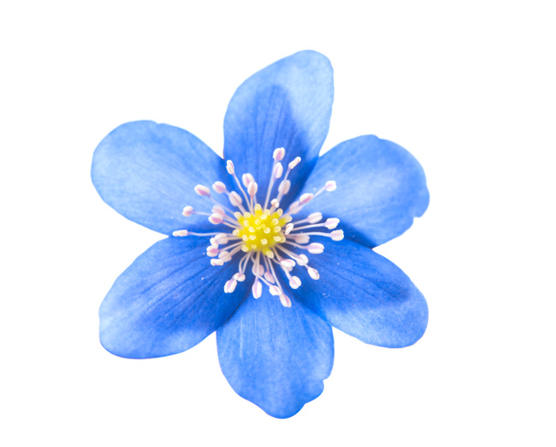 flor azul isolada
 - Foto, Imagem