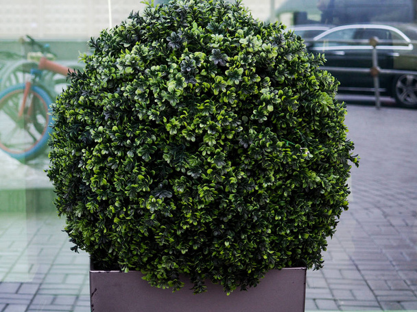 Большое вечнозеленое дерево Buxus sempervirens общая коробка, европейская коробка, или boxwood в горшок рядом с домом
. - Фото, изображение