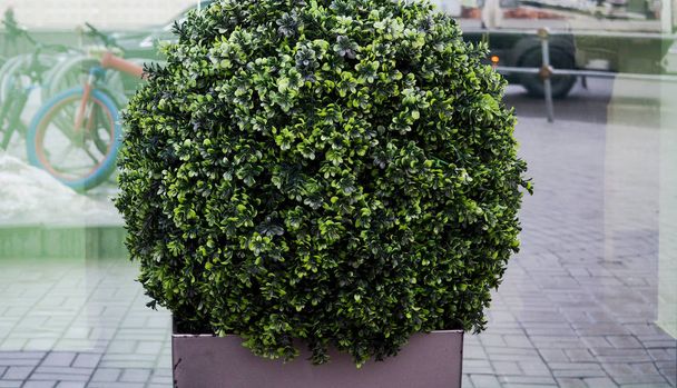 Grand arbre sempervirens Buxus sempervirens boîte commune, boîte européenne ou buis en pot près de la maison
. - Photo, image