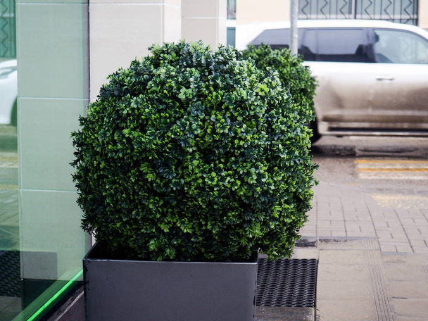 Grote groenblijvende boom Buxus sempervirens gemeenschappelijke doos, Europese box, of Buxus in pot in de buurt van huis. - Foto, afbeelding