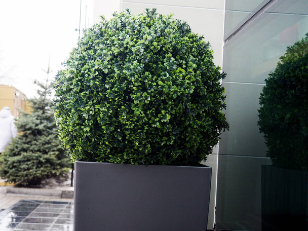 Gran árbol siempreverde Buxus sempervirens caja común, caja europea, o boj en maceta cerca de casa
. - Foto, imagen