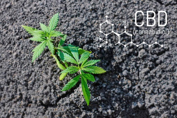 Καλλιέργεια φυσικό μαριχουάνα με τα μικρά σπορόφυτα fro - Φωτογραφία, εικόνα
