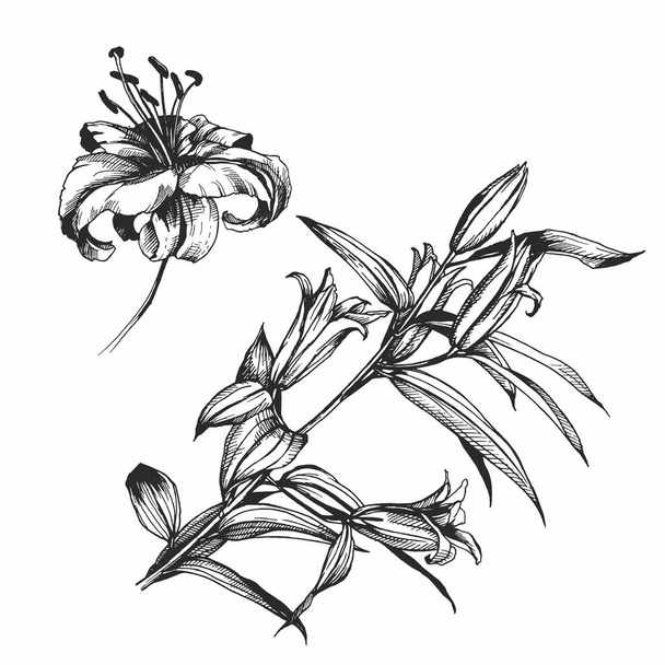 lily flower illustration background drawing isolated artwork - Фото, изображение