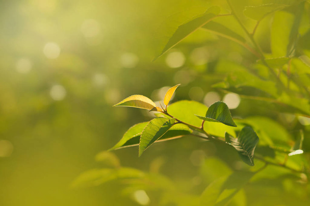 Spring foliage. A branch of cherry with young leaves in the rays of the setting sun. - Foto, imagen