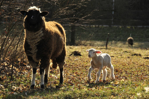 Schafe mit dunklem Gesicht und einem kleinen Lamm - Foto, Bild