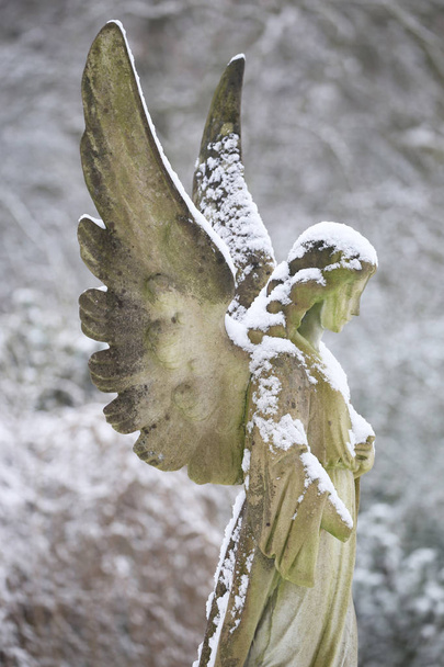 statue of angel at municipal cemetery in winter, Amsterdam, The Netherlands  - 写真・画像