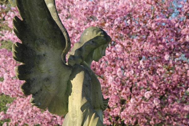 side view of statue of angel at municipal cemetery in Amsterdam, The Netherlands   - Fotoğraf, Görsel