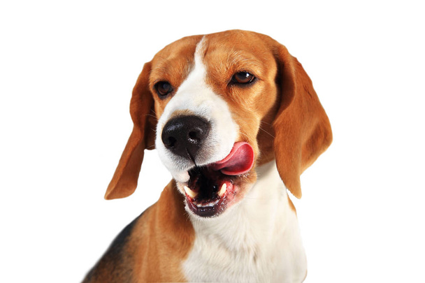 Beagle perro lame su boca aislado sobre fondo blanco. Grabado en estudio. Lamiendo perro
. - Foto, imagen