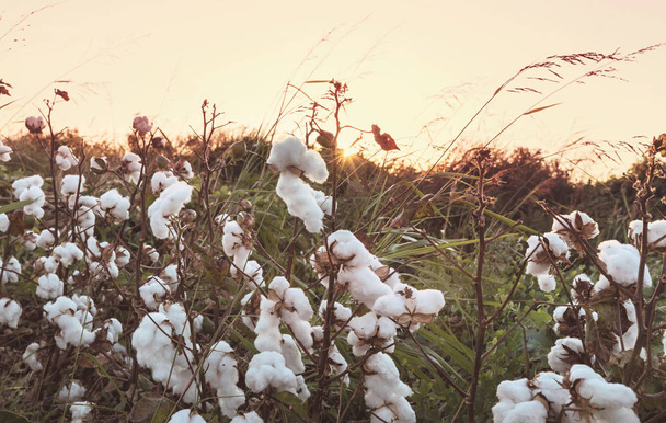Cotton field at sunrise. - Фото, изображение