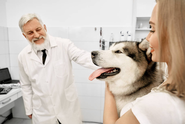 Woman with alaskan malamute on examination in vet clinic. - Foto, imagen