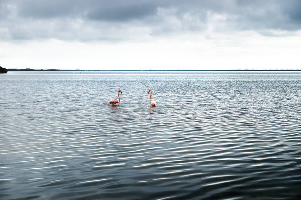 Dos flamencos en la laguna plateada de Chelem, Yucatán, México
 - Foto, imagen
